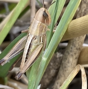 Praxibulus sp. (genus) at Molonglo Valley, ACT - 28 Nov 2023