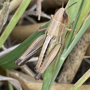 Praxibulus sp. (genus) at Molonglo Valley, ACT - 28 Nov 2023