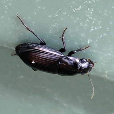 Carabidae sp. (family) (A ground beetle) at Molonglo Valley, ACT - 27 Nov 2023 by SteveBorkowskis