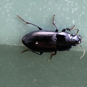 Carabidae sp. (family) at Molonglo Valley, ACT - 28 Nov 2023