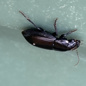 Carabidae sp. (family) at Molonglo Valley, ACT - 28 Nov 2023