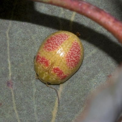 Paropsisterna fastidiosa (Eucalyptus leaf beetle) at The Pinnacle - 24 Feb 2023 by AlisonMilton