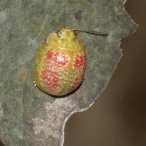 Paropsisterna fastidiosa at The Pinnacle - 24 Feb 2023