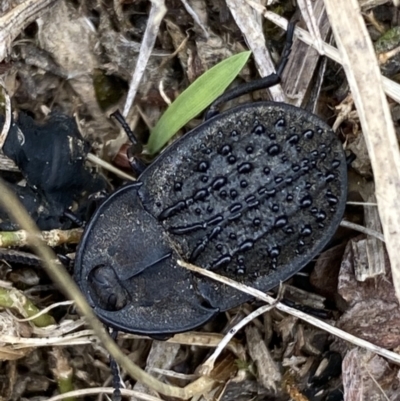 Helea ovata (Pie-dish beetle) at Lower Molonglo - 28 Nov 2023 by SteveBorkowskis