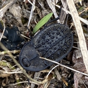 Helea ovata at Lower Molonglo - 28 Nov 2023 12:21 PM