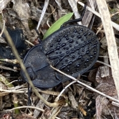 Helea ovata at Lower Molonglo - 28 Nov 2023 12:21 PM