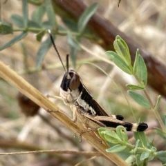 Macrotona australis (Common Macrotona Grasshopper) at Belconnen, ACT - 28 Nov 2023 by SteveBorkowskis