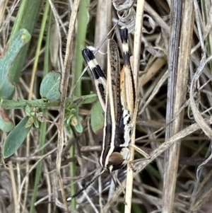 Macrotona australis at Lower Molonglo - 28 Nov 2023