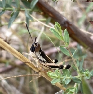 Macrotona australis at Lower Molonglo - 28 Nov 2023