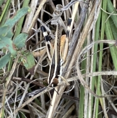 Macrotona australis at Lower Molonglo - 28 Nov 2023