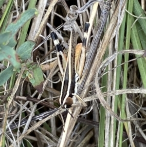 Macrotona australis at Lower Molonglo - 28 Nov 2023