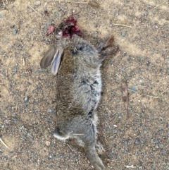 Oryctolagus cuniculus (European Rabbit) at Whitlam, ACT - 27 Nov 2023 by SteveBorkowskis