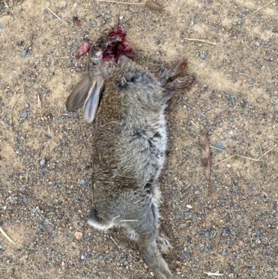 Oryctolagus cuniculus (European Rabbit) at Namarag NR - 27 Nov 2023 by SteveBorkowskis