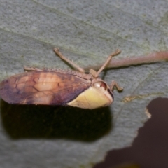 Brunotartessus fulvus (Yellow-headed Leafhopper) at Weetangera, ACT - 23 Feb 2023 by AlisonMilton