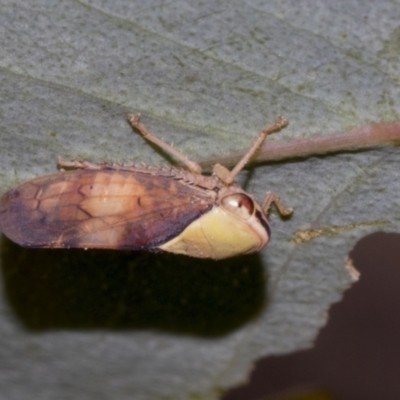 Brunotartessus fulvus (Yellow-headed Leafhopper) at Weetangera, ACT - 23 Feb 2023 by AlisonMilton