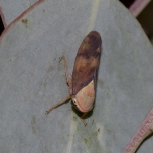 Brunotartessus fulvus at The Pinnacle - 24 Feb 2023