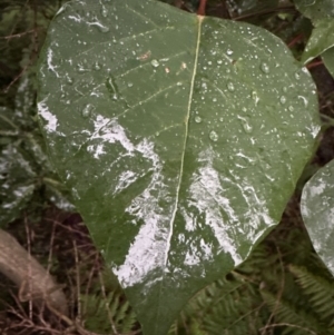 Homalanthus populifolius at Bomaderry, NSW - 28 Nov 2023