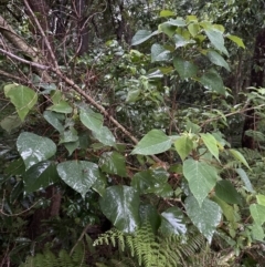 Homalanthus populifolius at Bomaderry, NSW - 28 Nov 2023