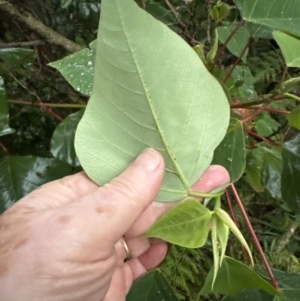 Homalanthus populifolius at Bomaderry, NSW - 28 Nov 2023