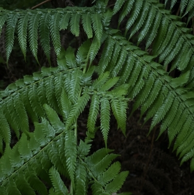 Cyathea australis subsp. australis (Rough Tree Fern) at Bomaderry, NSW - 28 Nov 2023 by lbradleyKV