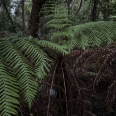 Cyathea australis subsp. australis at Bomaderry, NSW - suppressed