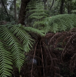 Cyathea australis subsp. australis at Bomaderry, NSW - 28 Nov 2023