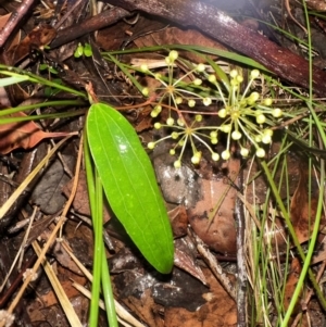 Smilax glyciphylla at Bomaderry, NSW - 28 Nov 2023