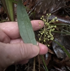 Smilax glyciphylla at Bomaderry, NSW - 28 Nov 2023