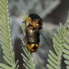 Aporocera (Aporocera) consors (A leaf beetle) at Weetangera, ACT - 23 Feb 2023 by AlisonMilton