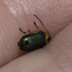 Aporocera (Aporocera) consors at The Pinnacle - 24 Feb 2023 09:20 AM