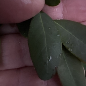 Breynia oblongifolia at Bomaderry, NSW - 28 Nov 2023