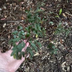 Breynia oblongifolia at Bomaderry, NSW - 28 Nov 2023