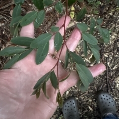 Breynia oblongifolia at Bomaderry, NSW - 28 Nov 2023