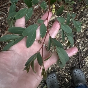 Breynia oblongifolia at Bomaderry, NSW - 28 Nov 2023