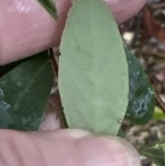 Breynia oblongifolia at Bomaderry, NSW - 28 Nov 2023