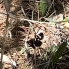 Phalaenoides tristifica at Yarralumla, ACT - 18 Nov 2023