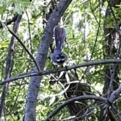 Rhipidura albiscapa (Grey Fantail) at Yarralumla, ACT - 18 Nov 2023 by Hejor1