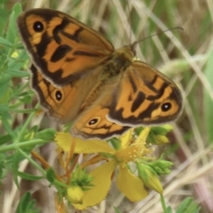 Heteronympha merope (Common Brown Butterfly) at Symonston, ACT - 28 Nov 2023 by RobParnell