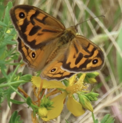 Heteronympha merope (Common Brown Butterfly) at Callum Brae - 28 Nov 2023 by RobParnell