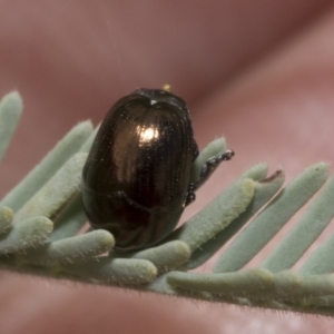 Ditropidus sp. (genus) at The Pinnacle - 24 Feb 2023