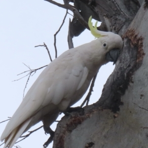 Cacatua galerita at Callum Brae - 28 Nov 2023