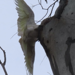 Cacatua galerita at Callum Brae - 28 Nov 2023