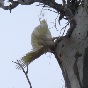 Cacatua galerita at Callum Brae - 28 Nov 2023