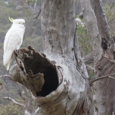 Cacatua galerita (Sulphur-crested Cockatoo) at Symonston, ACT - 27 Nov 2023 by RobParnell