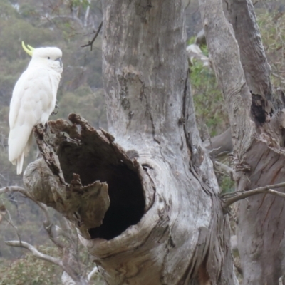 Cacatua galerita (Sulphur-crested Cockatoo) at Callum Brae - 27 Nov 2023 by RobParnell