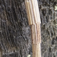 Lepidoscia arctiella (Tower Case Moth) at Callum Brae - 28 Nov 2023 by RobParnell