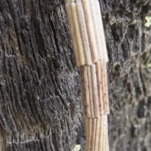 Lepidoscia arctiella at Callum Brae - 28 Nov 2023 10:56 AM