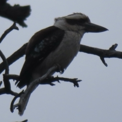 Dacelo novaeguineae (Laughing Kookaburra) at Callum Brae - 28 Nov 2023 by RobParnell