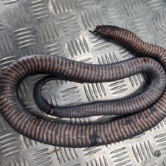 Pseudechis porphyriacus (Red-bellied Black Snake) at Lions Youth Haven - Westwood Farm - 27 Nov 2023 by HelenCross