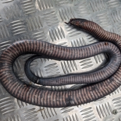 Pseudechis porphyriacus (Red-bellied Black Snake) at Tuggeranong, ACT - 27 Nov 2023 by HelenCross